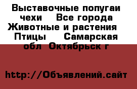 Выставочные попугаи чехи  - Все города Животные и растения » Птицы   . Самарская обл.,Октябрьск г.